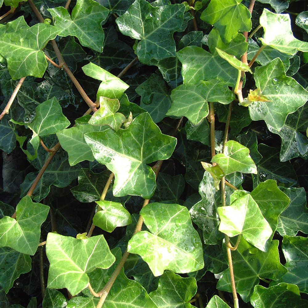 Hedera helix Hibernica